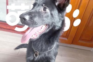 牧羊犬适合新手养吗？（从性格到训练要点，解析牧羊犬作为新手养宠的最佳选择）