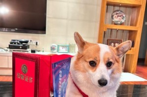 幼犬洗澡时间及注意事项（合适的洗澡时间和正确的洗澡方法）