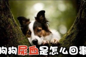 狗尿血的药物治疗指南（有效药物缓解狗尿血的症状与原因）
