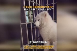狗的嗅觉奥秘（解析狗通过嗅觉获取信息的能力和意义）