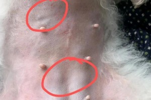 狗狗肚子上的小点是什么原因？（探索狗狗肚子上小点的常见原因及处理方法）