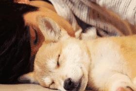 狗狗的睡眠需求（揭秘狗狗睡眠的奥秘及其重要性）