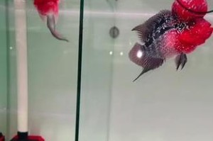 金花罗汉鱼的水质管理之换水频率（合理的水质管理，让金花罗汉鱼健康成长）