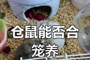 仓鼠公母合笼繁殖时间探究（以仓鼠公母合笼多久可以繁殖为主题的研究）